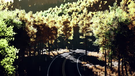 aerial view of curvy road in beautiful autumn forest