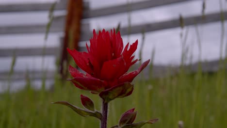 Shot-of-red-wildflowers--on-a-cloudy-day