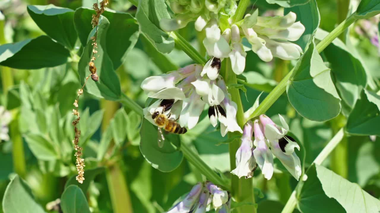 Close-up footage of bee pollinating white broad bean flower, wings buzzing, nature, agriculture