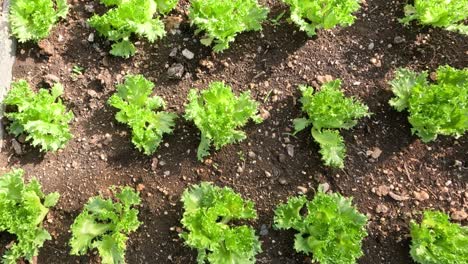 time-lapse of lettuce plants growing in soil.