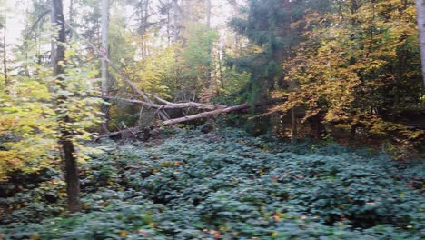 german wald forest with sunshine in autumn fall season
