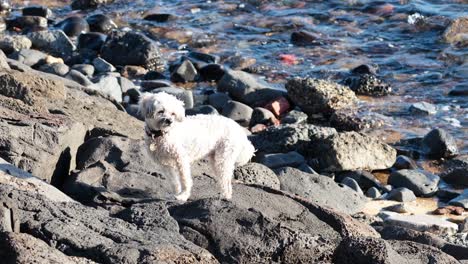 dog on rocks near brighton beach, australia