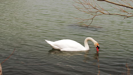 Toma-En-Cámara-Lenta-De-Un-Cisne-Nadando-En-Un-Pequeño-Cuerpo-De-Agua,-Limpiándose-Y-Buscando-Comida