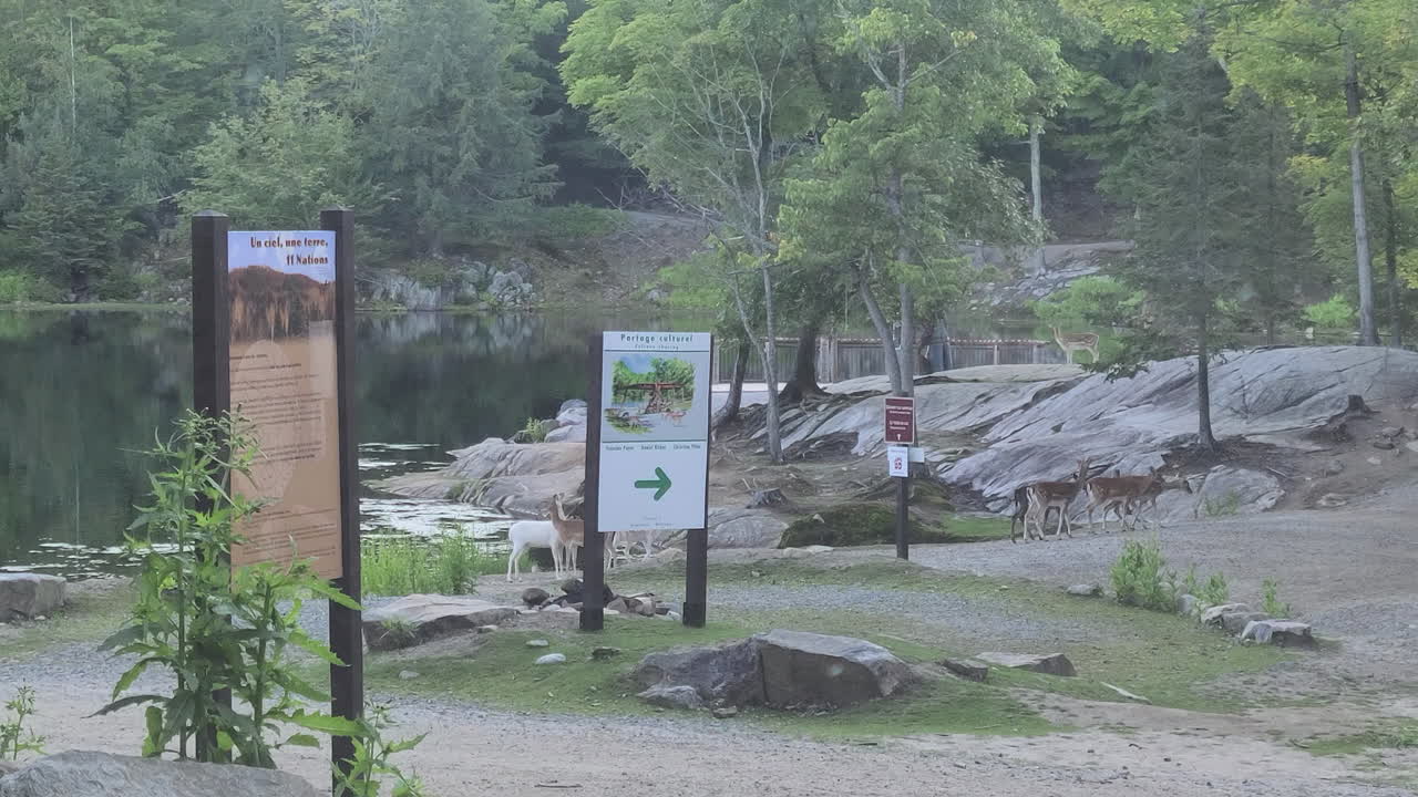 일반, 공원 오메가, 캐나다의 대규모 팩에 단일 알비노 사슴