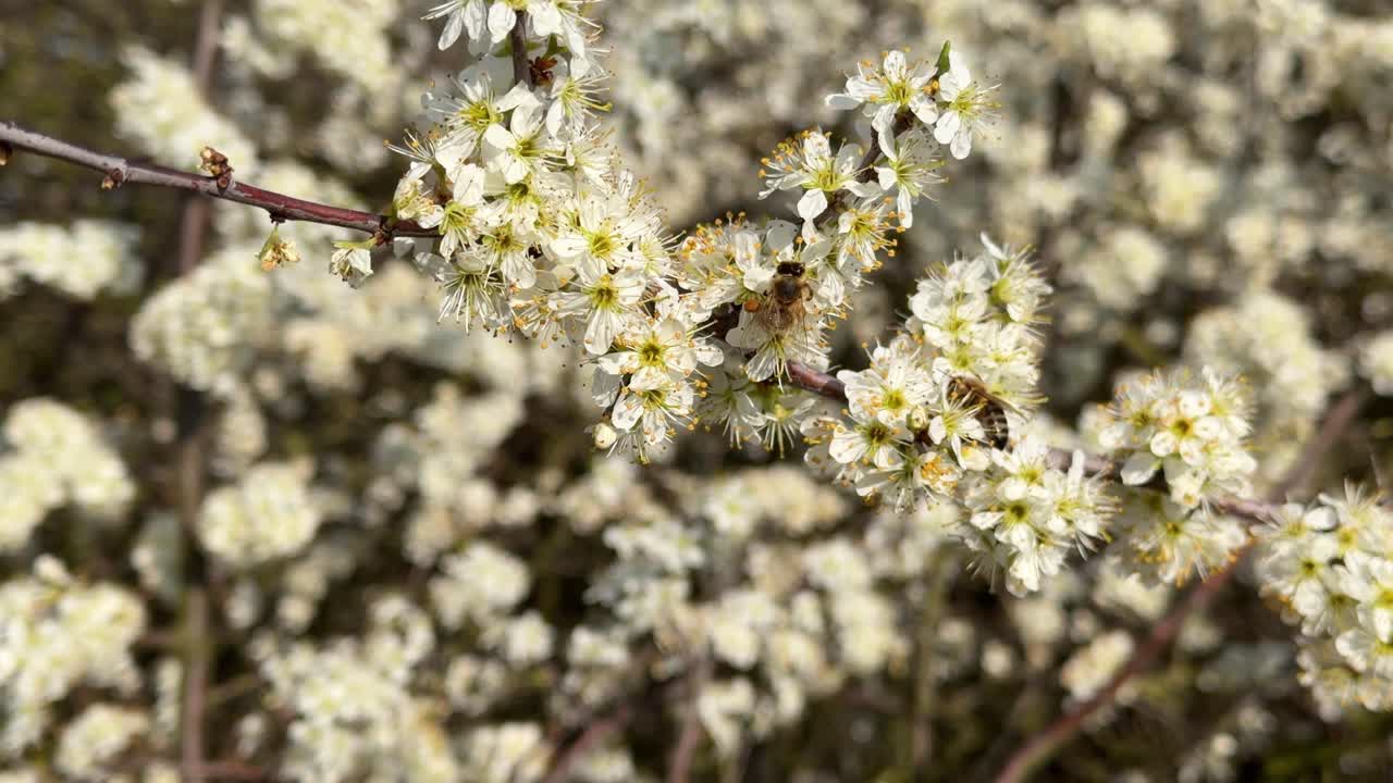 Ape mellifera che raccoglie nettare e polline da fiori bianchi in fiore in una soleggiata giornata primaverile.