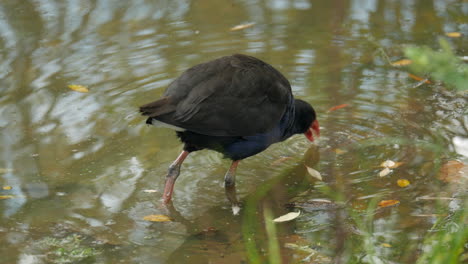 calamón buscando insectos en un lago durante el otoño o el otoño