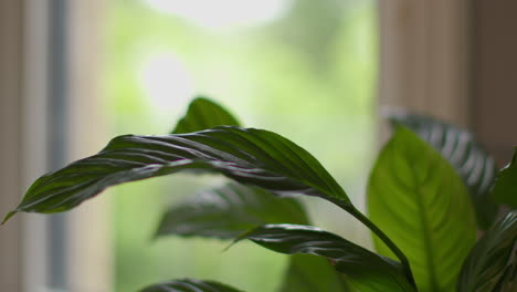 close up on leaves of peace lily houseplant in lounge at home 2