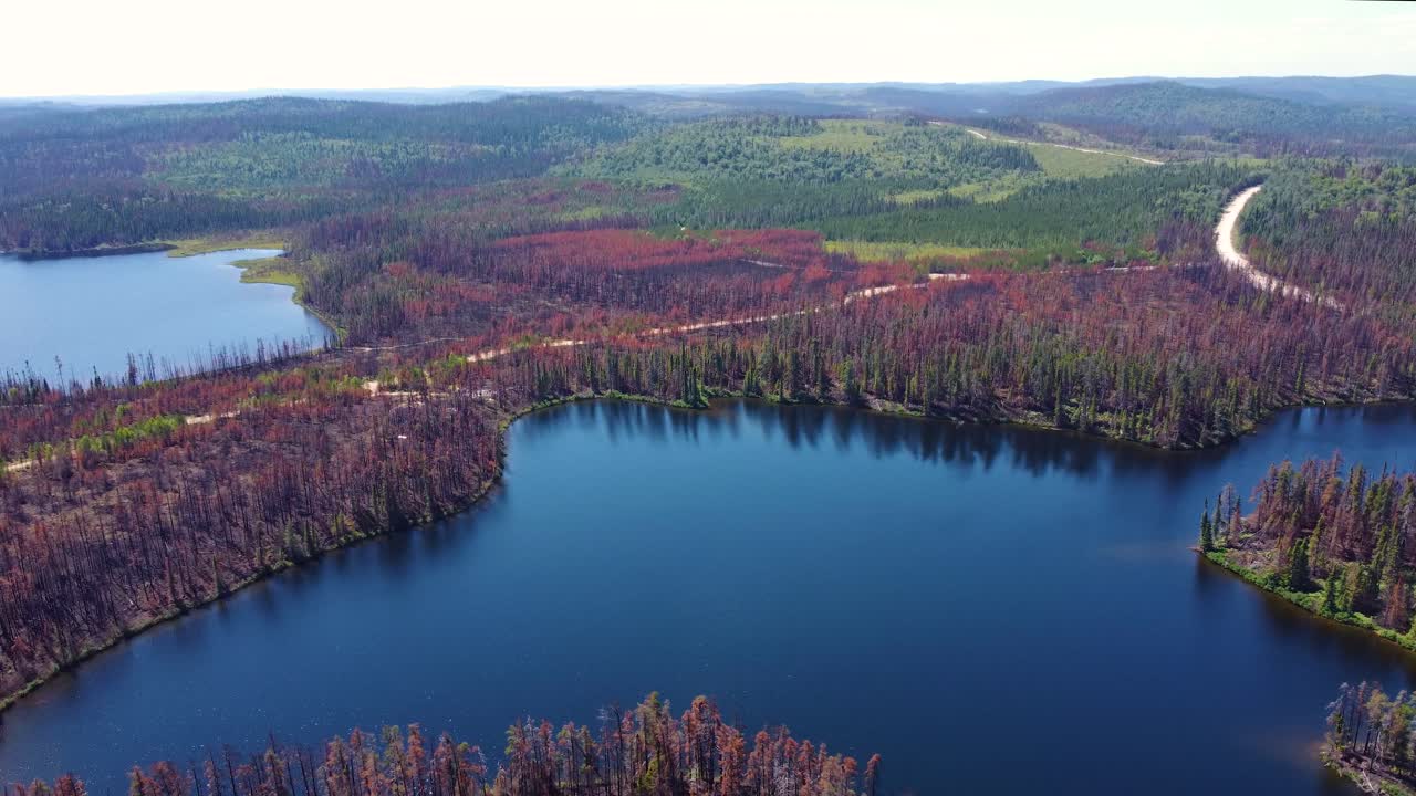 검은색 과 초록색 의 나무 들 의 대조, 공중 의 산불 후속 장면