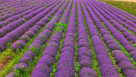 scenic aerial view of lilac lavender field in full blooming