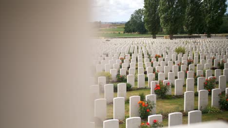 headstones at a war memorial cemetery amongst a beautiful green garden with red roses in ypres beglium, sliding handheld shot