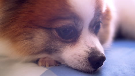 closeup of chihuahua dog looking at the camera