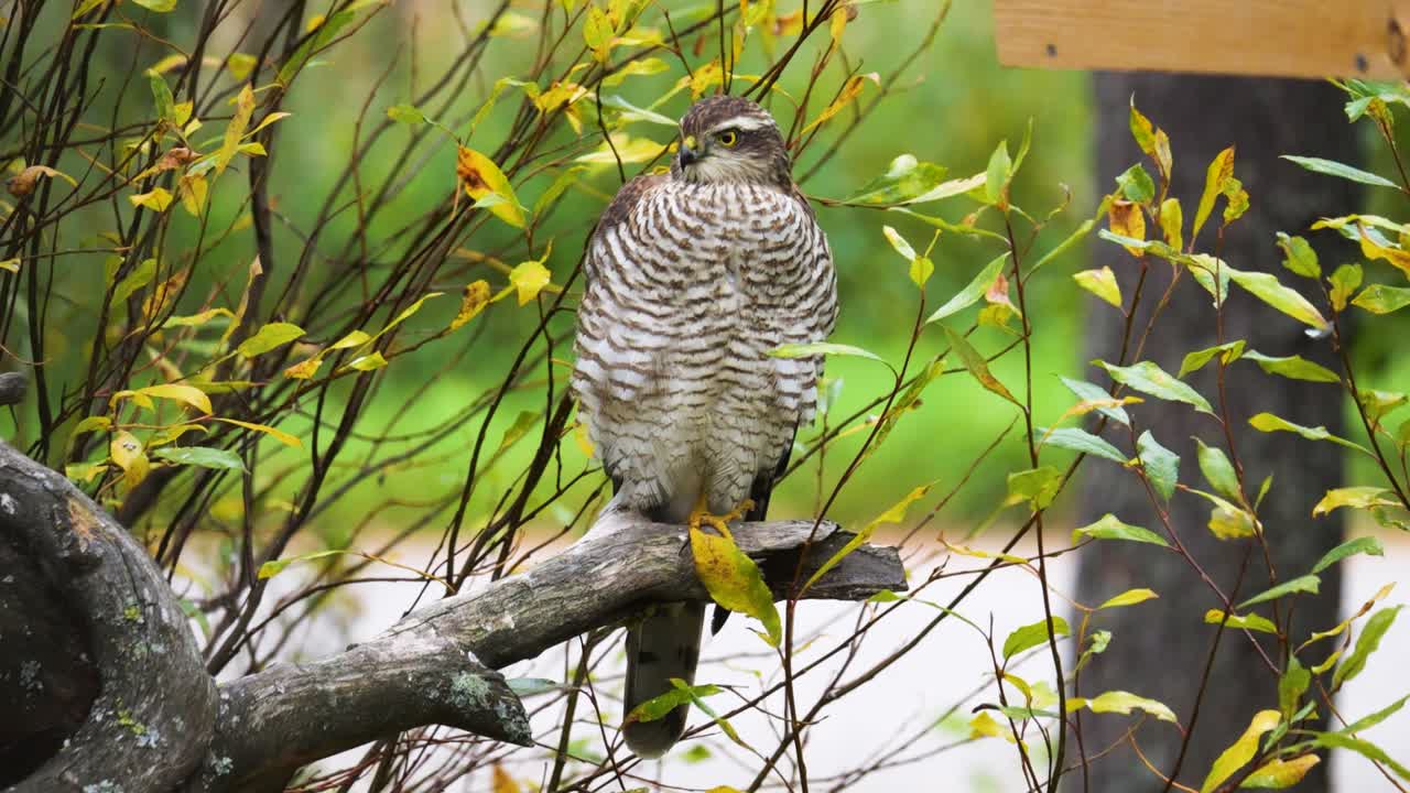 vigilante gavilán euroasiático para presas de comida