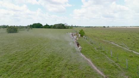 aerial shot of a herd of cows in arauca, colombia grazing on a sunny day