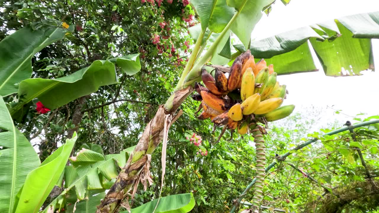 Close-up of ripe bananas on tree, lush foliage, natural daylight, slow upward camera movement