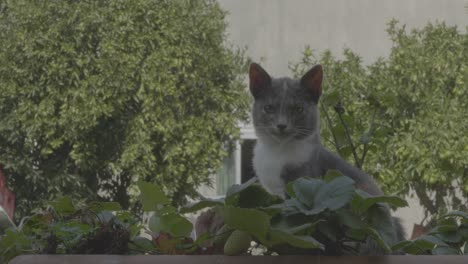 Eine-Katze-Sitzt-In-Einer-Vase-Mit-Erdbeeren