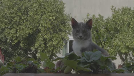 a cat sits in a vase with strawberries