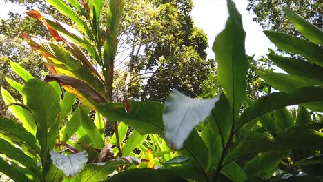 Toma-De-Seguimiento-En-Cámara-Lenta-De-Grandes-Hojas-Fprest-Que-Soplan-En-El-Viento-En-Munnar,-Idukki,-Kerala,-India