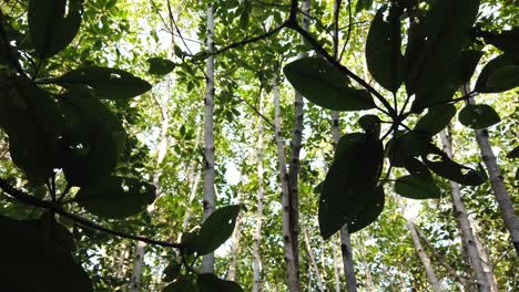 mangrove forest in pulau serangan bali indonesia, tree branches and tops sunlight reflection, ecosystem conservation area