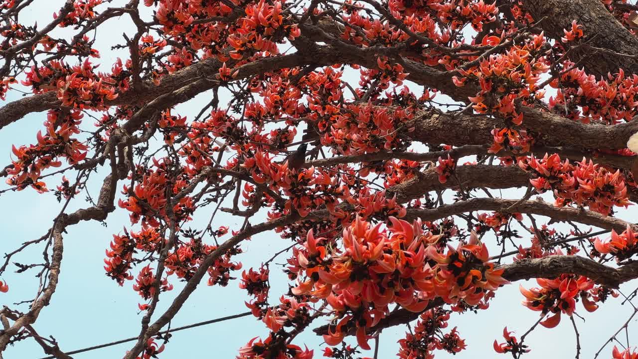Bird eating Nector or bugs from the flowers of the palash tree