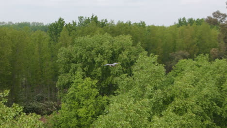 close-up aerial perspective of a lush green tree canopies with dense foliage and a flying bird.