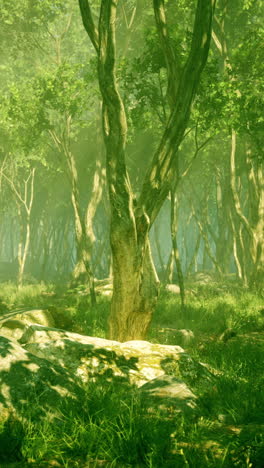 a tranquil forest scene with tall trees and sunlight filtering through the leaves