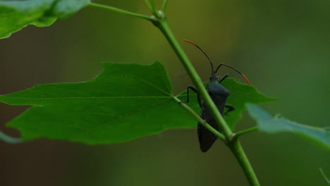 Makro-Selektiver-Fokus-Nahaufnahme,-Die-Die-Details-Eines-Acanthocephala-Terminalis-Blattfüßigen-Käfers-Erfasst,-Der-Auf-Den-Stiel-Klettert