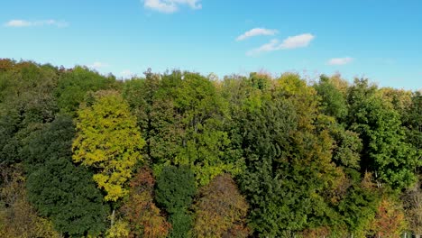 una línea de árboles de colores otoñales con un cielo azul profundo a la derecha