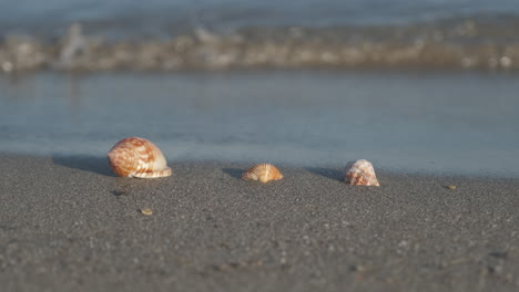 seashell on sandy sea beach