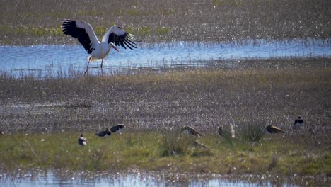 la cigüeña blanca se sacude el agua, después de nadar en un lago