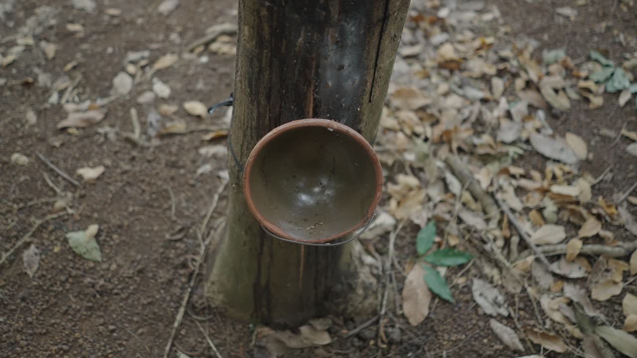 Clay Bowl Hanging from Tree Trunk