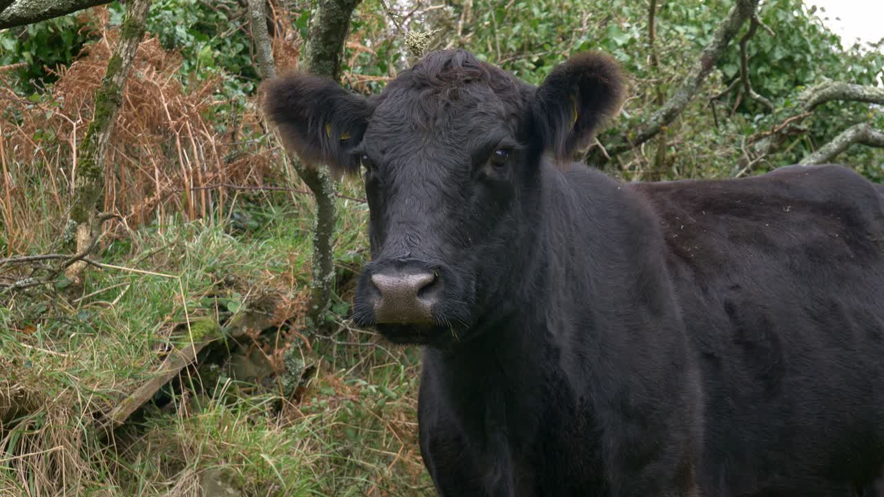 Primo piano di una mucca da latte nera all'aperto che guarda incuriosita