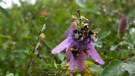 bumblebees pollinating blooming flower covered with raindrops