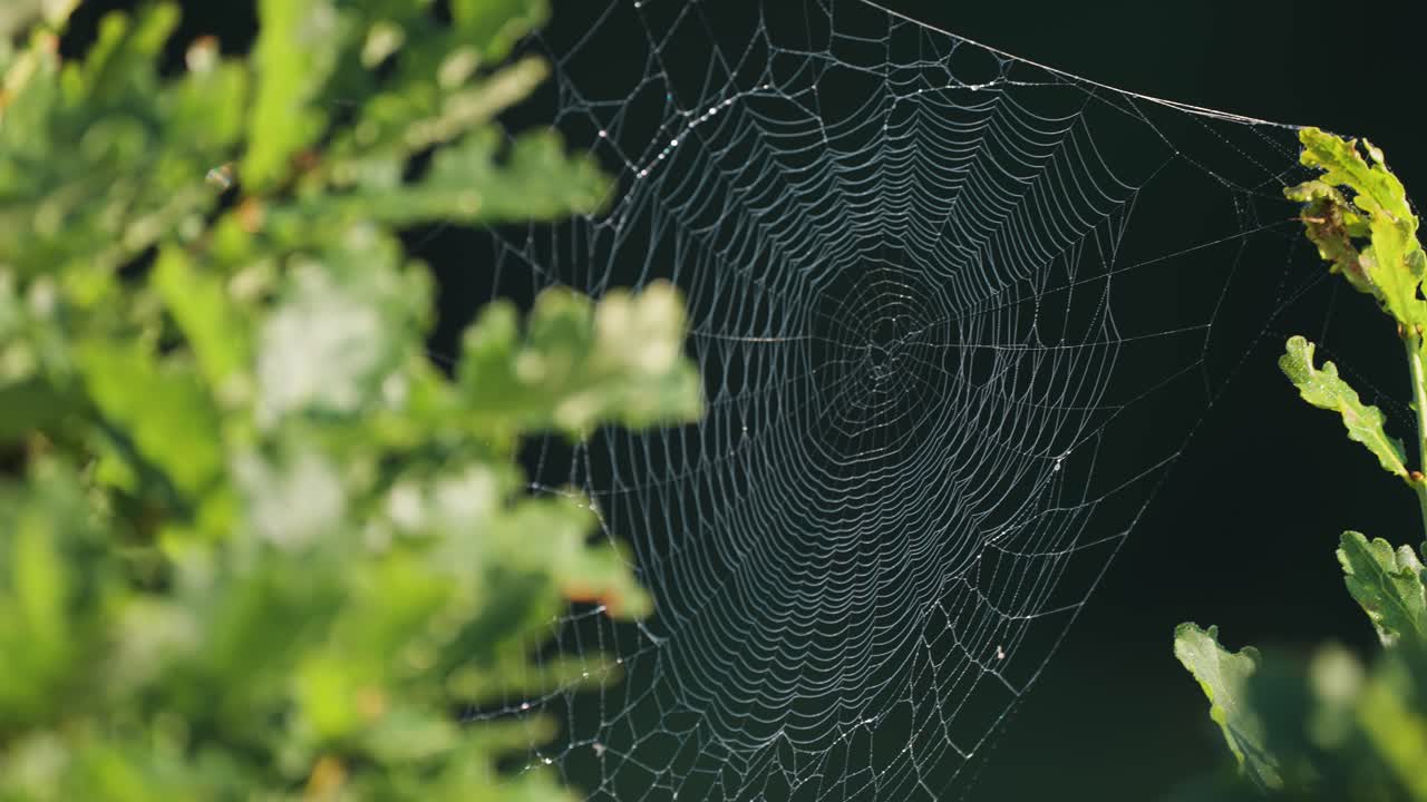una delgada telaraña suspendida entre las ramas de los árboles verdes