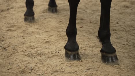 close-up of horse hooves on sandy ground, showing details of legs and hooves