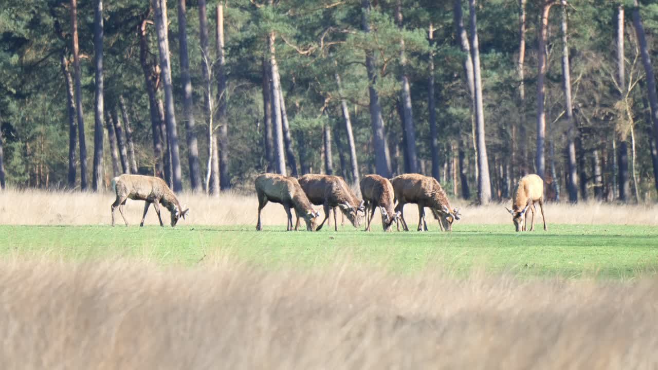 Cervi rossi selvatici che pascolano su prati soleggiati nel Parco Nazionale De Hoge Veluwe nei Paesi Bassi
