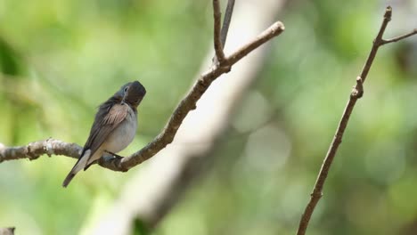A-tiny-Red-throated-Flycatcher,-Ficedula-albicilla-is-preening-its-feather-while-perching-on-a-small-branch-of-a-tree-inside-Khao-Yai-National-Park-in-Thailand