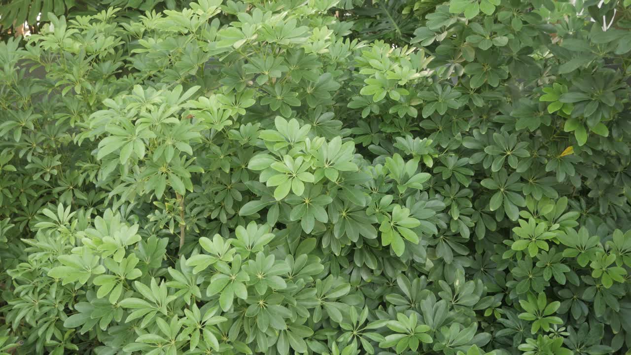 vista de cerca de la superficie de textura de botánico tropical