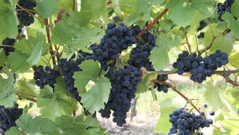 grupo de uvas de vino tinto en una vid lista para cosechar en verano - baden-wurtemberg, alemania