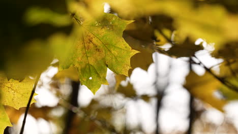 autumnal golden foliage on maple tree in autumnal fall