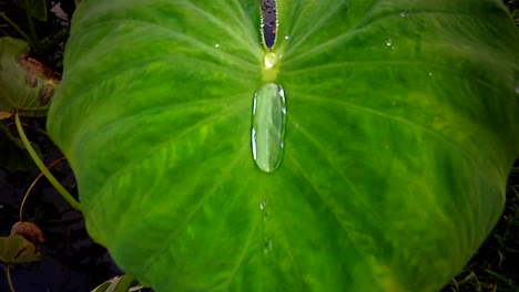 Ein-Grünes-Blatt-Mit-Wassertropfen