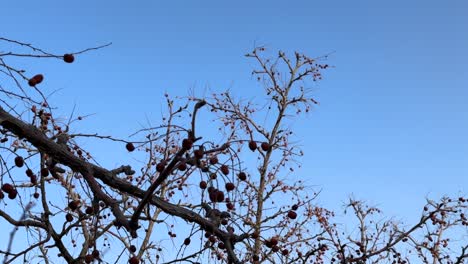 Trockenobstbaum-Im-Wüstenklima,-Bergumgebung-Im-Iran,-Naher-Osten,-Asien,-Wasserspannung,-Dürre,-Sonniger-Tag,-Trockenes-Laub-In-Einem-Ländlichen-Dorf,-Auf-Dem-Land,-In-Einer-Stadt,-Einheimische,-Landwirtschaft,-Beeren-Berberitze