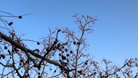dry fruit tree in desert climate mountain environment in Iran middle east asia water tension drought sunny day dry foliage in rural village countryside a town local people agriculture berry barberries