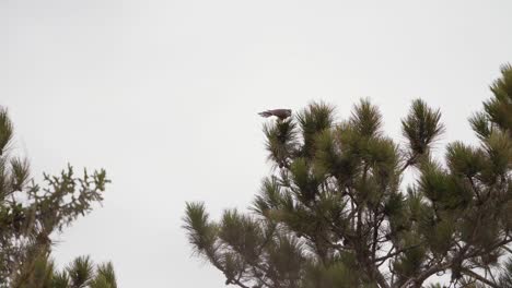 Dos-Aves-Rapaces-Merlin-Se-Aparean-Mientras-Están-Encaramadas-En-Un-Pino