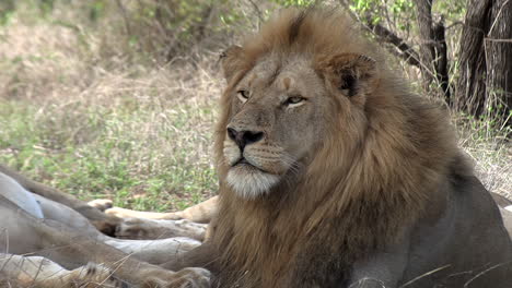 Majestic-portrait-of-a-male-lion-staring-off-into-the-distance