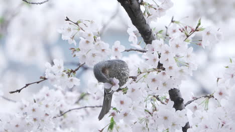 brown-eared bulbul drinking nectar from the sakura flowers in a park in tokyo, japan - close up shot