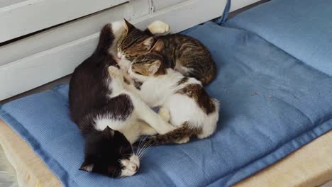 mom cat breastfeeding its little kittens on couch in greece