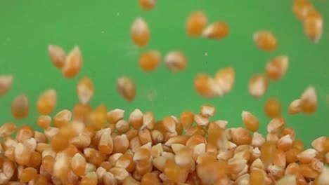 Corn-kernel-slowly-falling-on-more-corn-kernel,-on-a-chroma-background