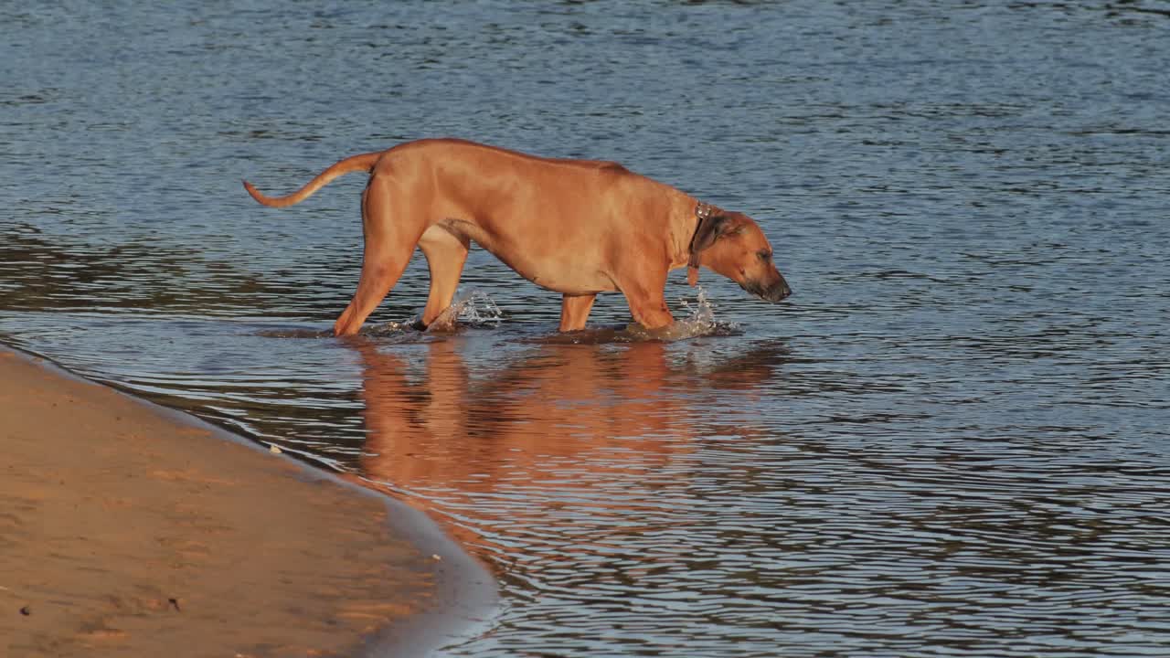 el perro corre por el rio