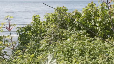 Plants-swinging-in-the-wind-in-vancouver-canada-coast