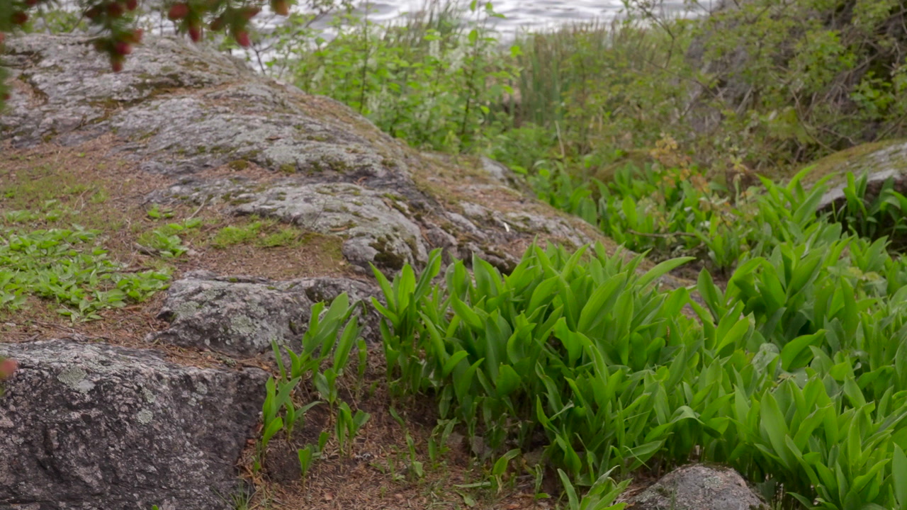 Mossy Coastal Rock With Green Undergrowth Framing Shoreline, Closeup View Of Spring Foliage And Boulder. Creative